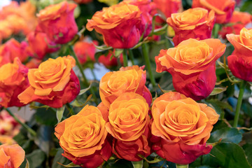 Roses in a variety of colours. Fresh Rose flowers beautiful and natural. Colorful roses background. Beautiful, high quality, good for holidays, valentines's gift.