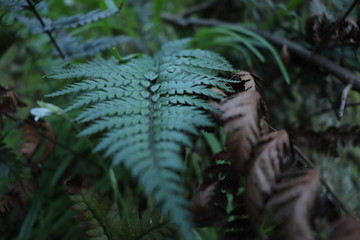 fern in forest