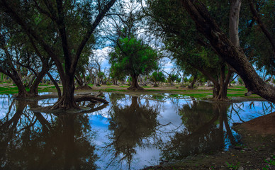 Reflektion Baum