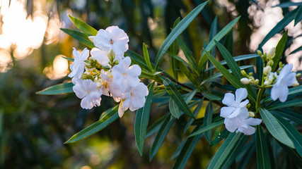 Blumen von Sansibar Tansanien