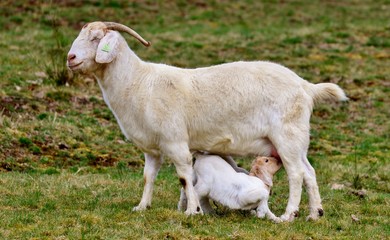 goat on a pasture feeding baby