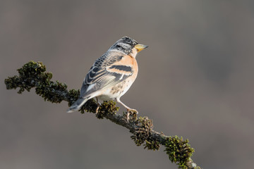 Brambling male on branch at sunrise (Fringilla montifringilla)