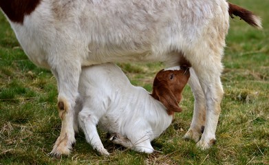 closeup baby goat drinking milk