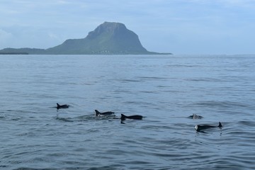 Fototapeta premium Dolphins enjoying morning tranquil waters in Mauritius with a beautiful mountain in background.