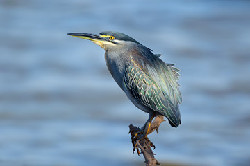 Green-backed heron (Butorides striatus) perched on a branch, Kruger National Park, South Africa.