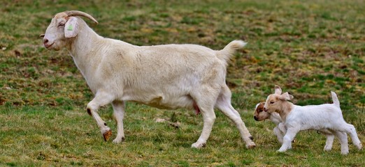 goats on a meadow