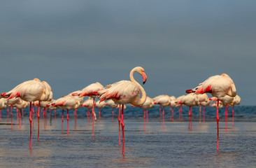 Wild african birds. Group birds of pink african flamingos  walking around the blue lagoon on a sunny day
