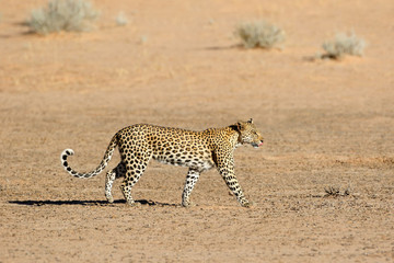 Leopard (Panthera pardus) walking, Kalahari desert, South Africa.