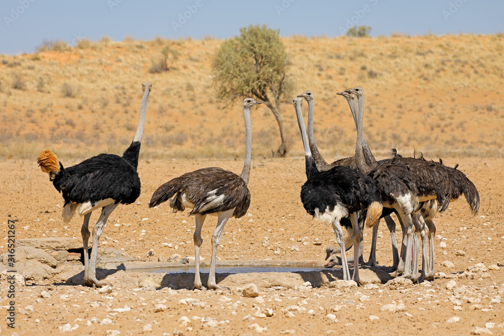 Poster group of ostriches (struthio camelus) drinking water at a waterhole, kalahari desert, south africa.