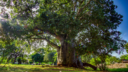 Baobab baum