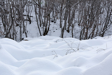 Winter forest,  snow covered bare trees