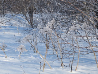 Hogweed covered with snow in the forest, close up