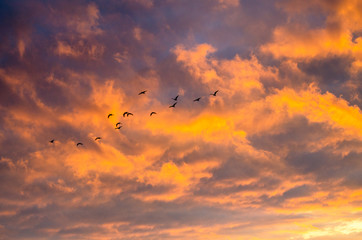 A flock of birds on a bright orange cumulus clouds
