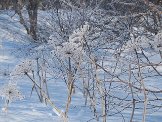 Hogweed covered with snow in the forest, close up