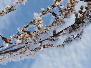 sagebrush covered with snow in the forest, close up