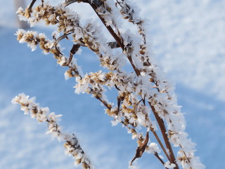 sagebrush covered with snow in the forest, close up