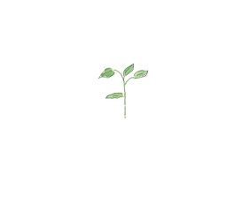 Small plant with green leaves. Hand drawing watercolor sketch. Black outline on white background. Colorful illustration. Picture can be used in greeting cards, posters, flyers, banners, logo, further