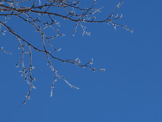 The branches of the tree are covered with hoarfrost. Abstract pastel winter background. Branches covered with frost, on a light background.