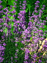 Obraz premium Lavender bushes closeup pattern texture. Purple lavander flowers. Bushes on lavender texture pattern in colorful garden field. Violet natural wild lavander flower texture background. Lavander closeup
