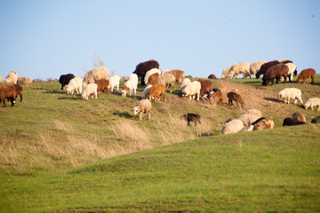 Flock of Sheep in a green meadow curiously looking at camera