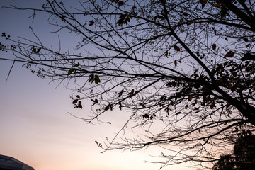 Dry Tree with Twilight sunset time.