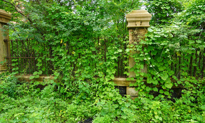 Old cement pillar with green vines and climber in garden, plant with thorns and flowers on stone pillar.