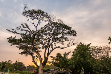 Fototapeta na wymiar Dry Tree with Twilight sunset time.