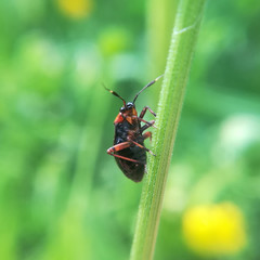 A plant bug, Capsus ater