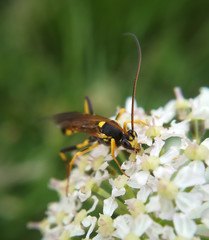 A parastic wasp male, Amblyteles armatorius