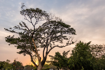 Fototapeta na wymiar Dry Tree with Twilight sunset time.