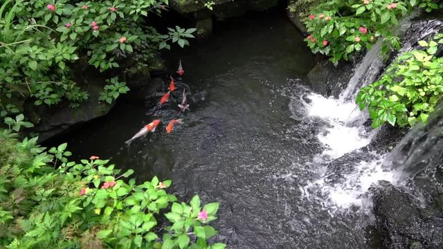 Koi pond with waterfall in a beautiful and lush garden