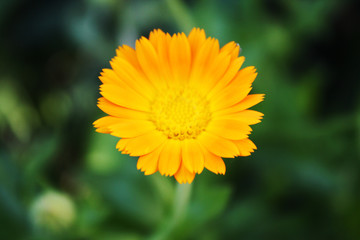 Calendula officinalis blooming in the garden.
