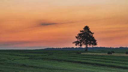 Fototapeta na wymiar Samotne drzewko o wschodzie słońca 