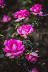 Beautiful pink roses bloom in the garden, three roses on a green background