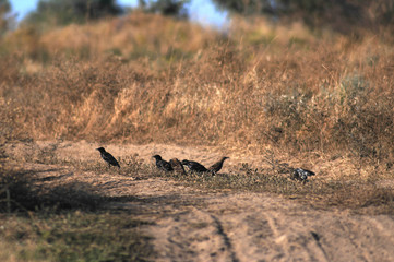 a flock of birds on a sandy road