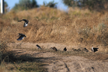 a flock of birds on a sandy road