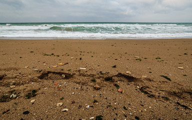 Black sea beach in winter with shells and algae 