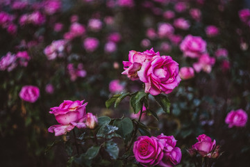 Beautiful pink roses bloom in the garden, three roses on a green background