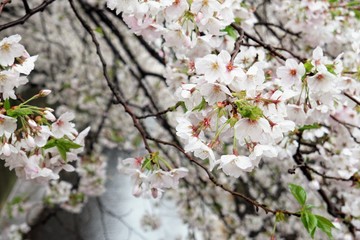Beautiful Cherry Blossom in Nakameguro 