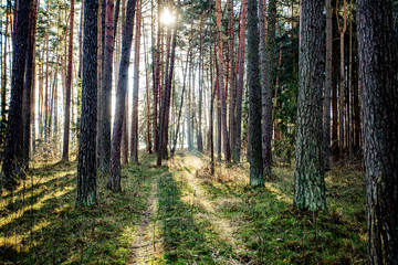 Empty forest at warm and dry European January