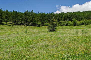 Beautiful coniferous forest, fresh meadow of different grass and blooming wild color on a hill of Balkan mountain, near the village Zhelyava, Sofia region, Bulgaria 
