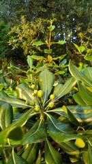 Obraz premium Green plant in the garden.