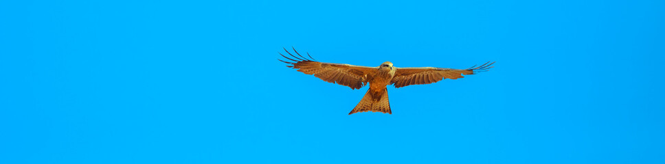 Banner panorama of whistling kite, Haliastur sphenurus, with gingery-brown feathers flies against the blue sky. Desert Park at Alice Springs in Northern Territory, Central Australia. Copy space.