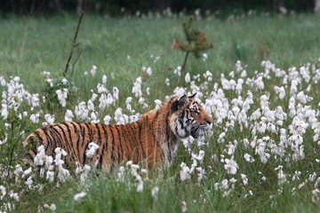 The Siberian tiger (Panthera tigris Tigris), or  Amur tiger (Panthera tigris altaica) in the grassland.
