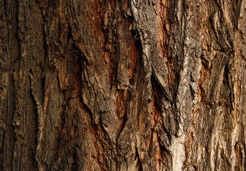rough bark of the tree, background, texture