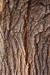 rough bark of the tree, background, texture