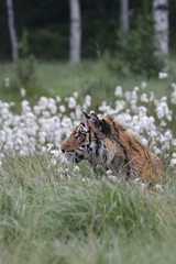 The Siberian tiger (Panthera tigris Tigris), or  Amur tiger (Panthera tigris altaica) in the grassland.