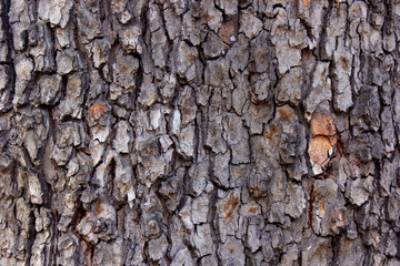 rough bark of the tree, background, texture
