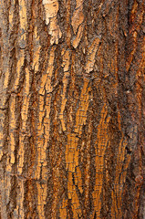 Obraz premium Rough bark of the tree, texture, background