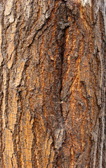 Crack of the tree, texture. background